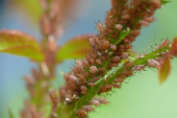Schädlinge im Garten bekämpfen