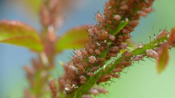 Die nervigsten Garten-Schädlinge loswerden