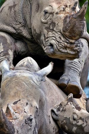 Gewaltiger Akt: Zwei Nashörner bei der Paarung.