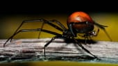 Tödliche Paarung: Bei den Rotrückenspinnen überlebt das kleinere Männchen den Fortpflanzungsakt oftmals nicht, das große Weibchen frisst es auf - Experten sprechen von postkopulatorischem Kannibalismus.