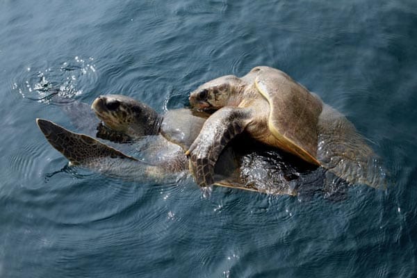 Schildkrötenpaarung: Ein rutschiges Vergnügen.