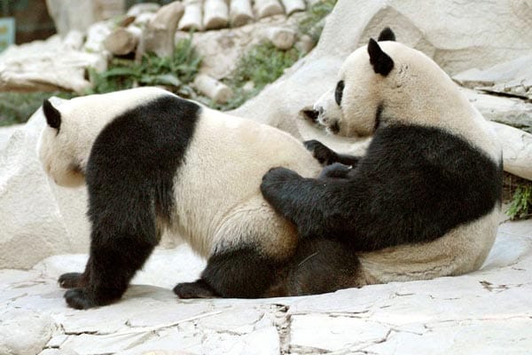 Pandas: Liebesspiel in einem Thailändischen Zoo.