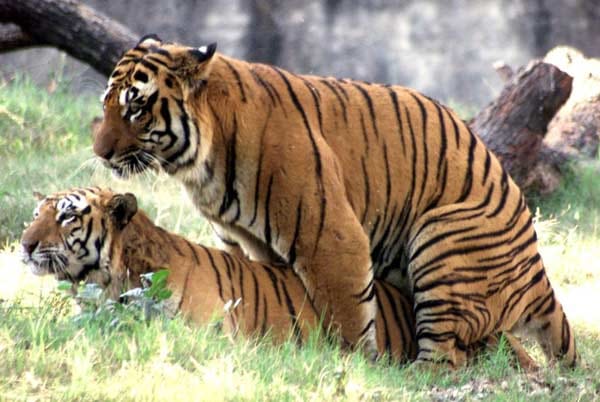 Tigerpaarung in Indien: Dort hat sich die Population der Raubkatzen in den letzten Jahren von 4300 auf 3500 verkleinert - Vermehrung wäre wichtig.