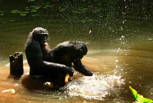 Bonobos: Bei dieser Affenart ist die Kopulation wichtiger Teil der alltäglichen Kommunikation. Paarungsakte werden beispielsweise zum Dank vollzogen.