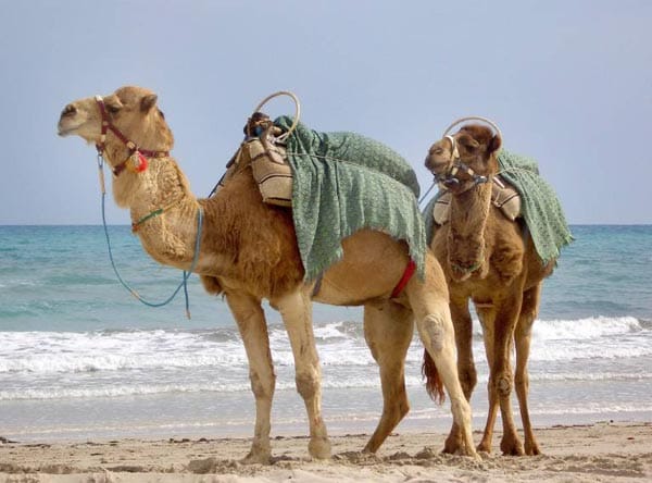 Dromedare als Touristenattraktion auf Djerba (Tunesien).