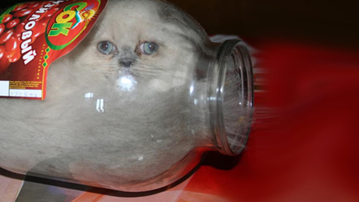 Russische Katze lebt im Einmachglas