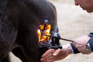 Sind Brandzeichen für Pferde Tierquälerei?