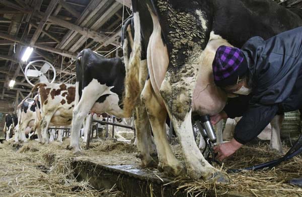 Hanako Hasegawa melkt ihre Kühe in Litate im Norden Japans. Auch wenn sie die Milch aufgrund der radioaktiven Belastung nicht verkaufen kann, muss sie doch täglich ihre Kühe von dieser Last befreien. (Takuya Yoshino / The Yomiuri Shimbun / AP)