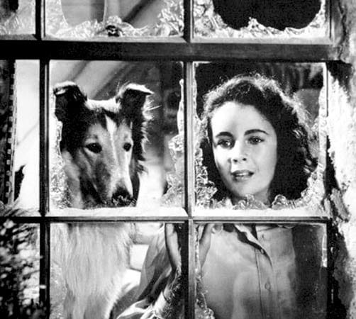 1942 spielte Liz Taylor in dem "Lassie"-Film "Heimweh" mit und wurde mit ihrer ersten Rolle zum Kinderstar. Ihre Eltern hatten zuvor den Produzenten Samuel Marx überzeugt, die elfjährige Liz in dem Film einzusetzen. Der Kinoerfolg sprach für sich und so erhielt Taylor einen siebenjährigen Studiovertrag mit MGM.