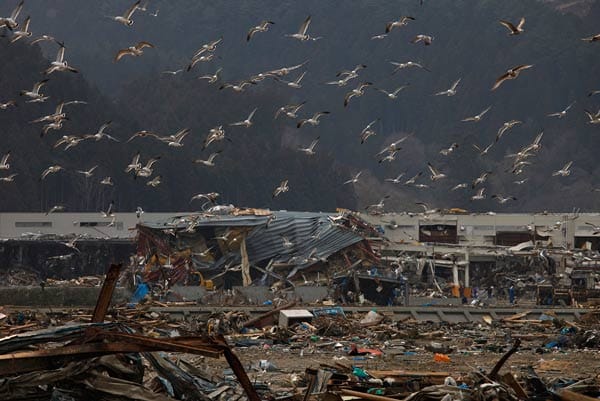 Seemöwen fliegen über die Trümmer der Stadt Rikuzentakata.