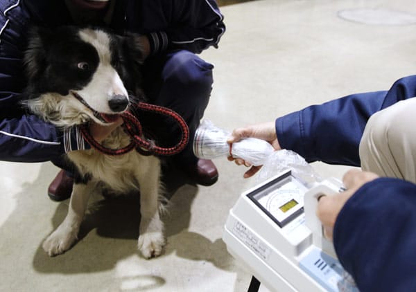 Auch Hunde werden auf radioaktive Verstrahlung getestet.