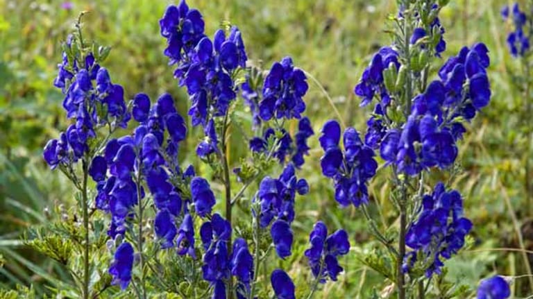 Der Eisenhut gilt als giftigste Pflanze Europas. Das Gift kann sogar über die Haut aufgenommen werden, daher ist bei der Gartenarbeit große Vorsicht und das Tragen von Handschuhen angesagt. Er wurde 2005 als erstes Gewächs zur "Giftpflanze des Jahres" gewählt.