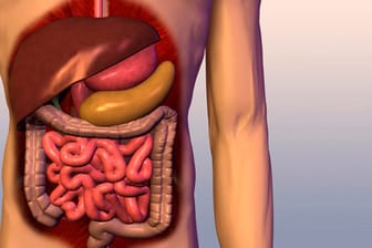 Die Bauchspeicheldrüse ist das olivfarbene Organ oberhalb des Darms.