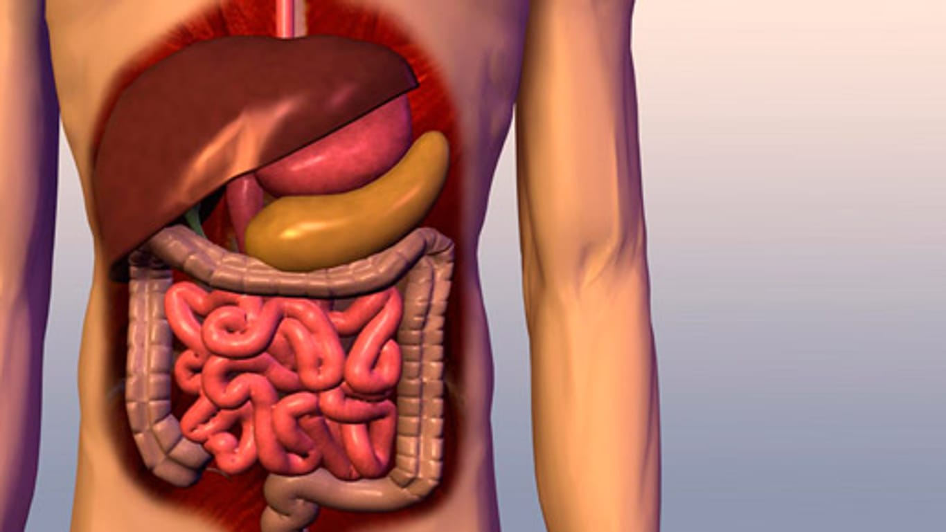 Die Bauchspeicheldrüse ist das olivfarbene Organ oberhalb des Darms.