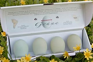 Die grünen Eier der Araucana-Hühner werden als Delikatesse vermarktet