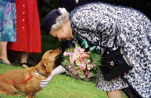 Elizabeth II. streichelt einen ihrer Corgi-Hunde. Die Zucht der Hunde ist eine Tradition im britischen Königshaus.