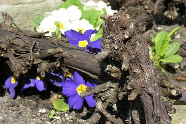 Abgeschnittene Zweige eines Weinstocks zieren dieses Blumenbeet – und wären auch viel zu schade für die Kompostierung.
