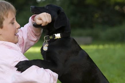 Kinder sollten früh lernen, dass Hunde keine Kuscheltiere sind.