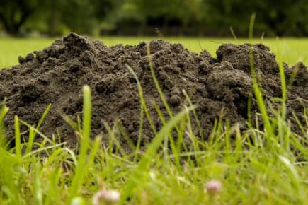 Für den Maulwurf ein Paradies - für den Gartenliebhaber ein Graus: Der Maulwurfhügel