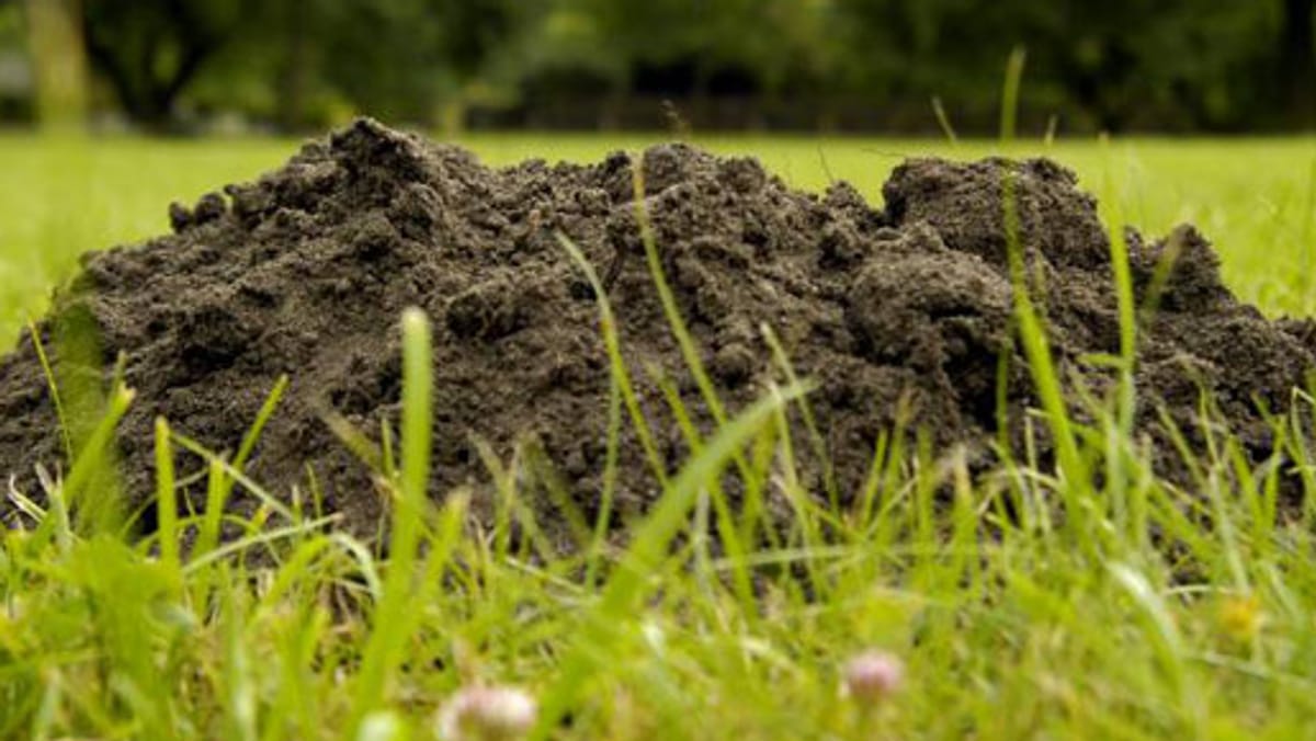 Den Maulwurf aus dem Garten vertreiben