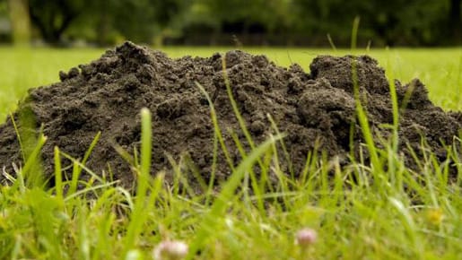 Für den Maulwurf ein Paradies - für den Gartenliebhaber ein Graus: Der Maulwurfhügel