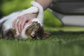 Katzen: Harmlose Rauferei mit der Katze? Verletzungen und Kratzer müssen sofort desinfiziert werden.