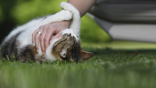 Katzen: Harmlose Rauferei mit der Katze? Verletzungen und Kratzer müssen sofort desinfiziert werden.