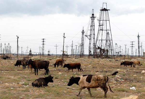 Kühe auf einem Ölfeld bei Baku.