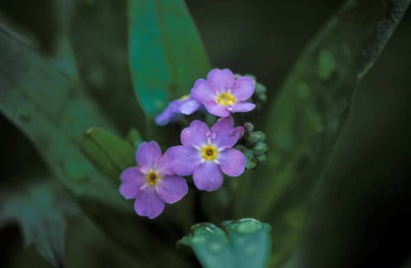 Das Sumpfvergissmeinnicht gedeiht in flachem Wasser und blüht über lange Zeit in blauen bis violetten Farben. Sie ist verwandt mit dem bekannten Vergissmeinnicht auf heimischen Wiesen.
