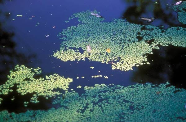 Die Wasserlinse schwimmt durch ihre mit Luft gefüllten Blätter auf der Wasseroberfläche und bildet einen dichten Teppich. Ihre Wurzel hängen im Wasser und nehmen Nährstoffe aus dem Teich auf. So unterstützen sie die Selbstreinigung des Gewässers.