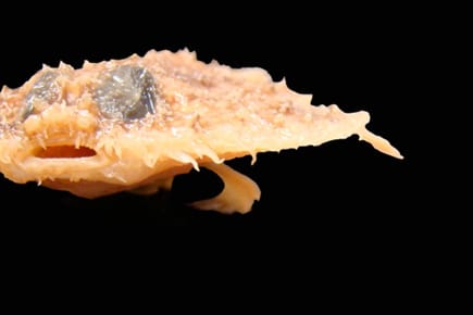 Sieht aus wie eine Mini-Pizza mit Meeresfrüchten: Der Fledermaus-Fisch