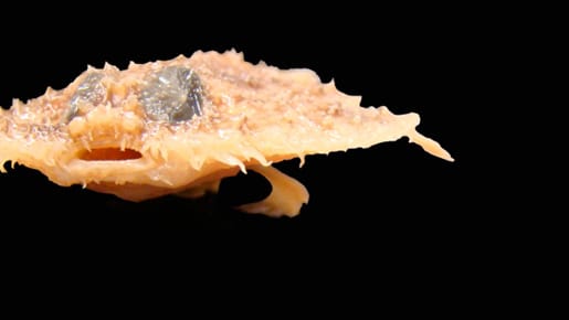 Sieht aus wie eine Mini-Pizza mit Meeresfrüchten: Der Fledermaus-Fisch