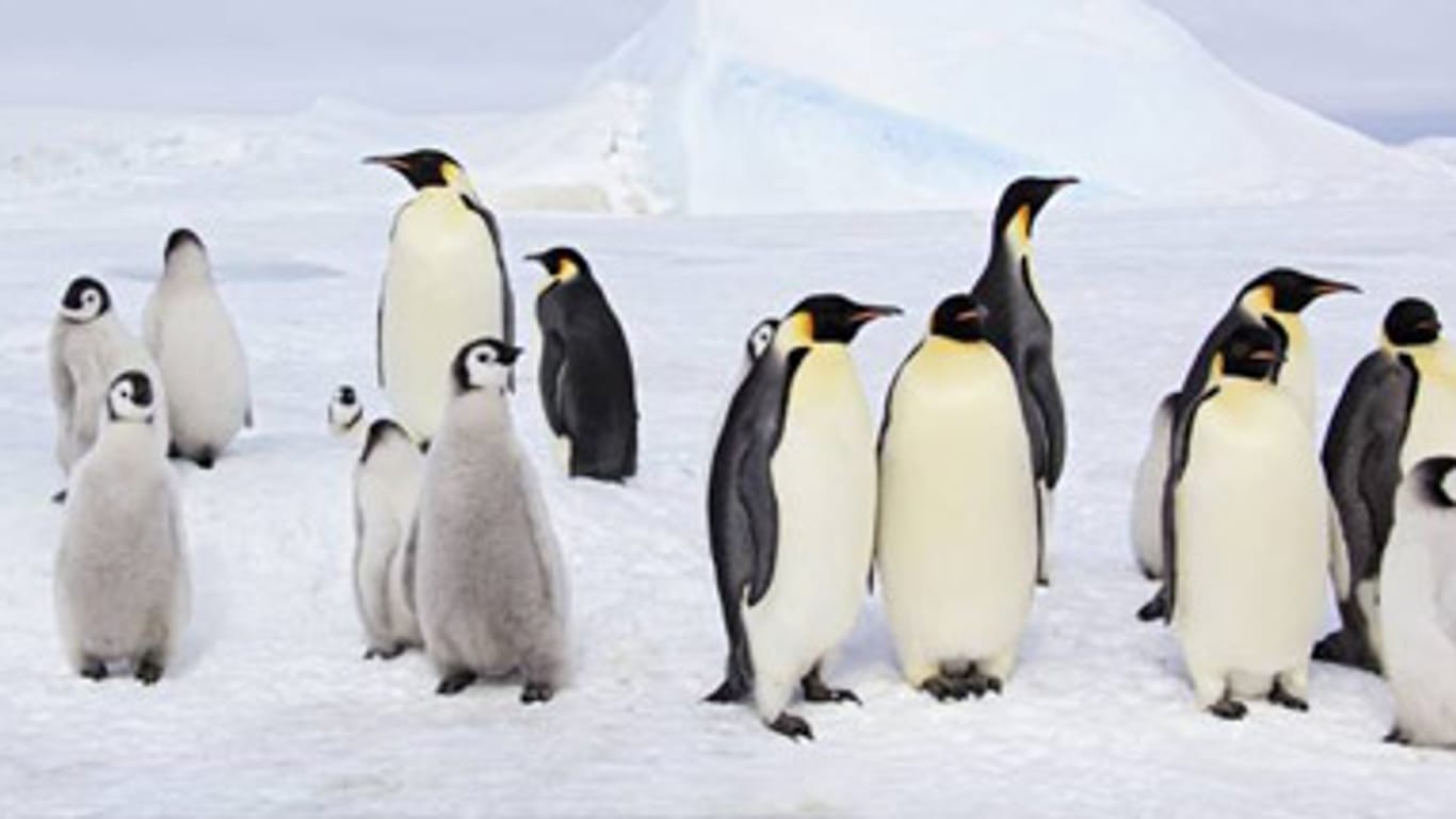 Leben in eisiger Kälte: Pinguine haben ihre Tricks