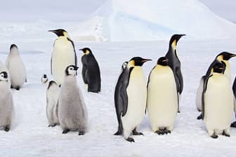 Leben in eisiger Kälte: Pinguine haben ihre Tricks