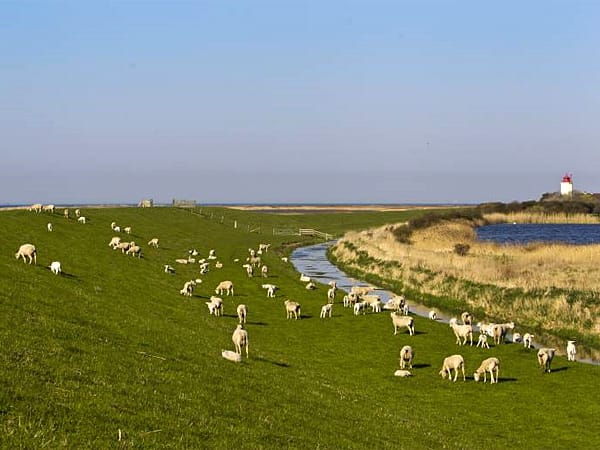 Oft bietet es sich an, die typische Nutzung einer Landschaft einzubeziehen. Der Deich ohne die Schafe wäre als Motiv weniger interessant gewesen.