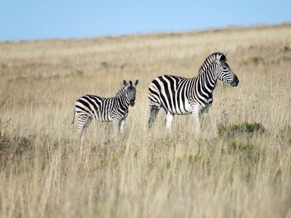 In der Savanne und Steppe sorgen vor allem Tiere für Spannung. Ohne die Zebras wäre das Bild völlig uninteressant.