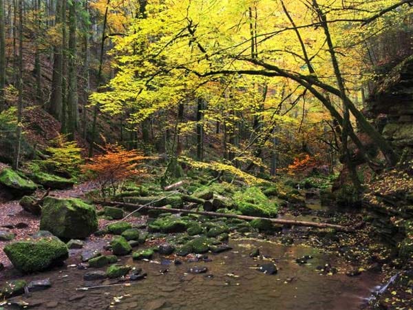 Spätestens im Herbst kann der Fotograf in einem Wald in warmen Farben schwelgen. Von Grün über Gelb, Orange und Rot ist bis Brau bietet ein Herbstwald zahlreiche Farben. Hier sorgt Gegenlicht für besonderes Flair