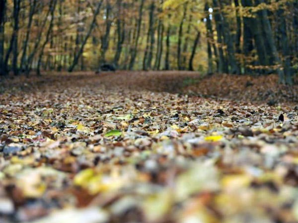 Dieser Aufnahme eines Waldweges im Herbst gewinnt durch die Froschperspektive an Spannung. Der Fotograf hat die Kamera auf den Boden gestellt und geschickt den unmittelbaren Vordergrund und den Hintergrund durch eine offene Blende unscharf gehalten.