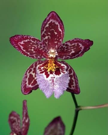 Cambria-Orchideen mögen eine hohe Luftfeuchtigkeit, sollten dafür weniger oft gegossen werden.
