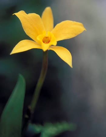 Die Cattleya ist eine der beliebtesten Orchideen-Arten.