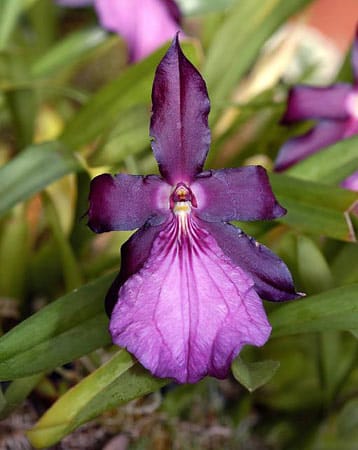 Die Miltonia-Orchidee kann gut bei Zimmertemperatur kultiviert werden.