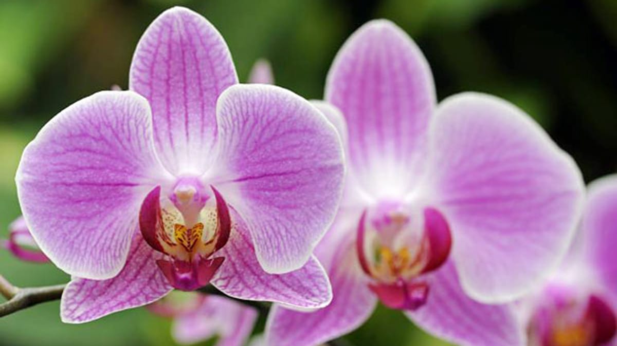 Orchideen für die Fensterbank Die schönsten Arten