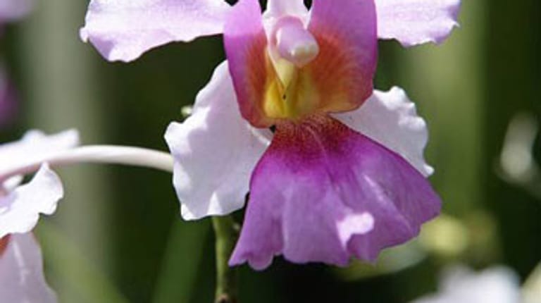 Vanda-Orchideen mögen viel Licht, Wärme und Luftfeuchtigkeit.