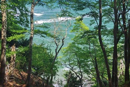 Buchenwald über den Kreidefelsen der Insel Rügen