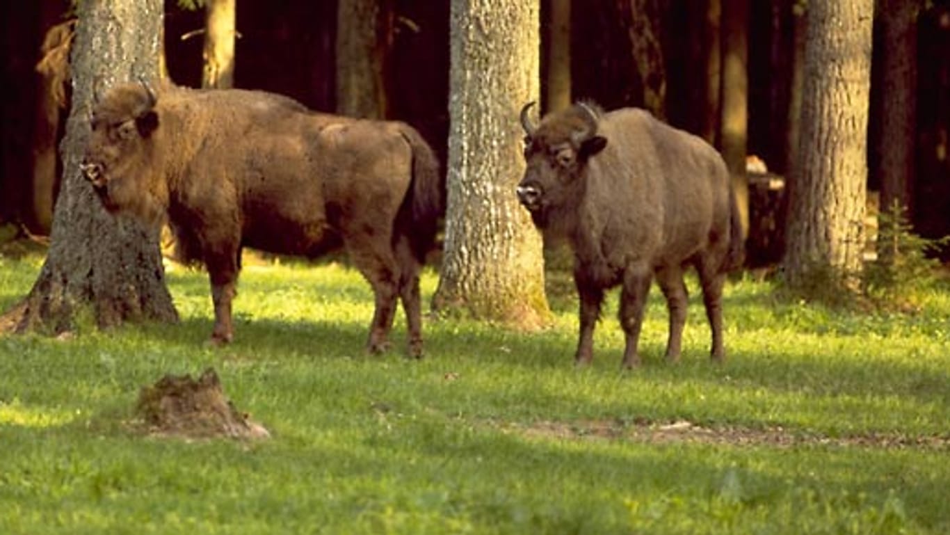 Im Bialowieza Nationalpark verstecken sich die größten Säugetiere Europas: Wisente oder auch Europäische Bisons bekommt man meist nur in der Dämmerung zu Gesicht.
