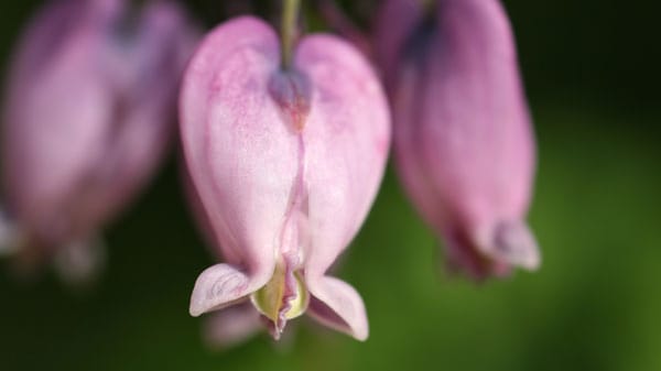 Ungewöhnliche Blüten und schmuckes Laub: Das Tränende Herz.