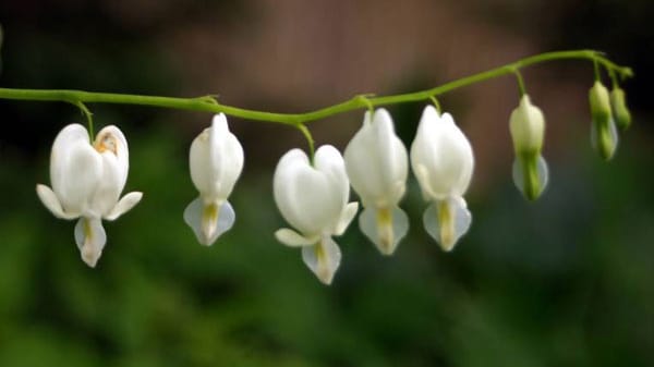 Ungewöhnliche Blüten und schmuckes Laub: Das Tränende Herz.