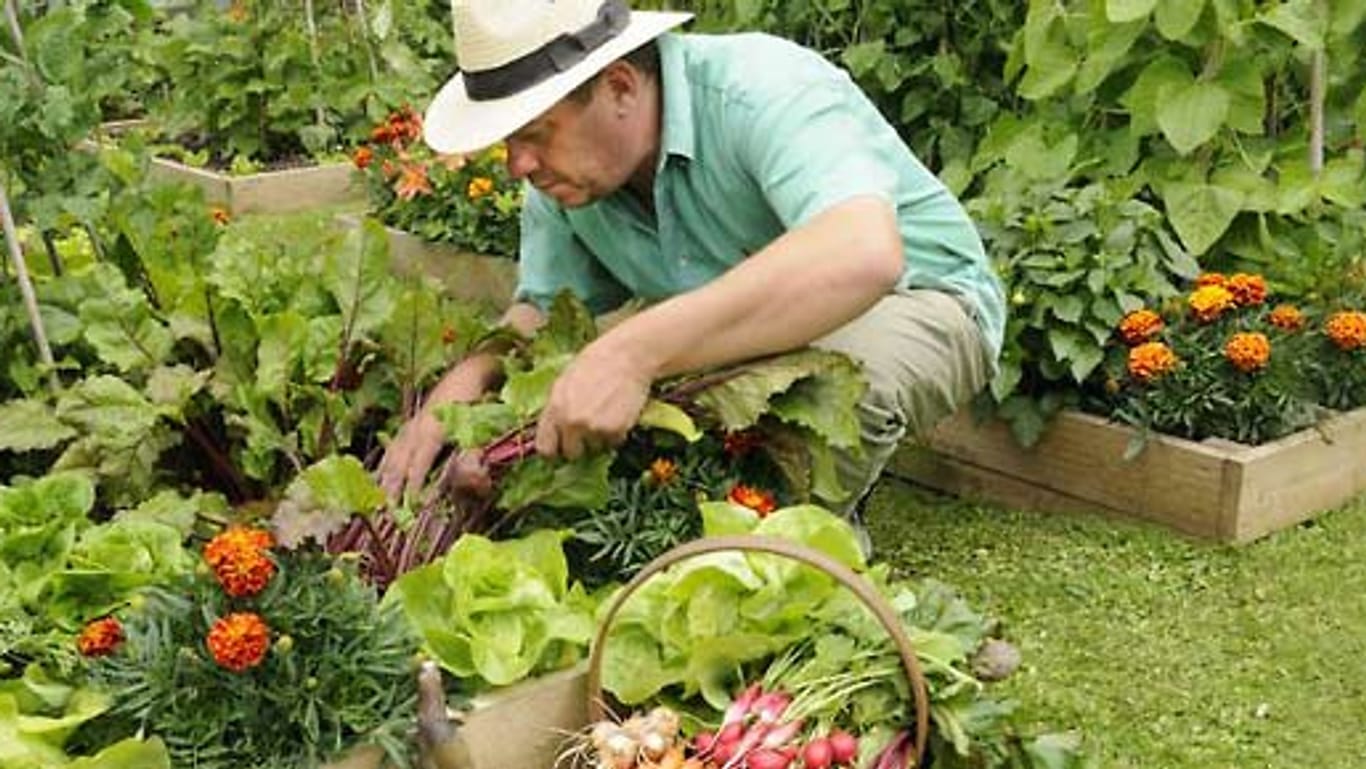 Gemüse selbst anbauen geht auch ohne viel Aufwand.