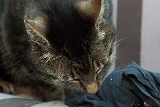 Wenn Katzen Unverdauliches essen.