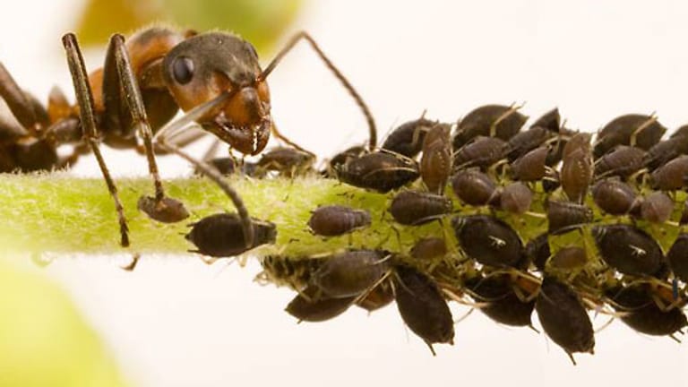 Ameisen sind die Gesundheitspolizei der Natur